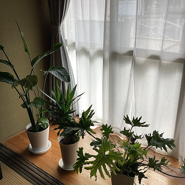 conatuさんの実例写真