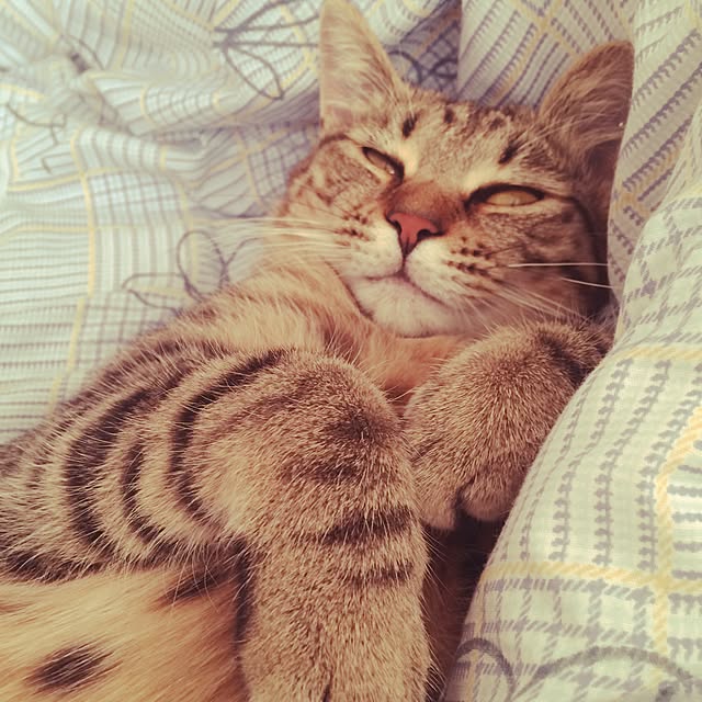 ayapiiiiceさんの実例写真