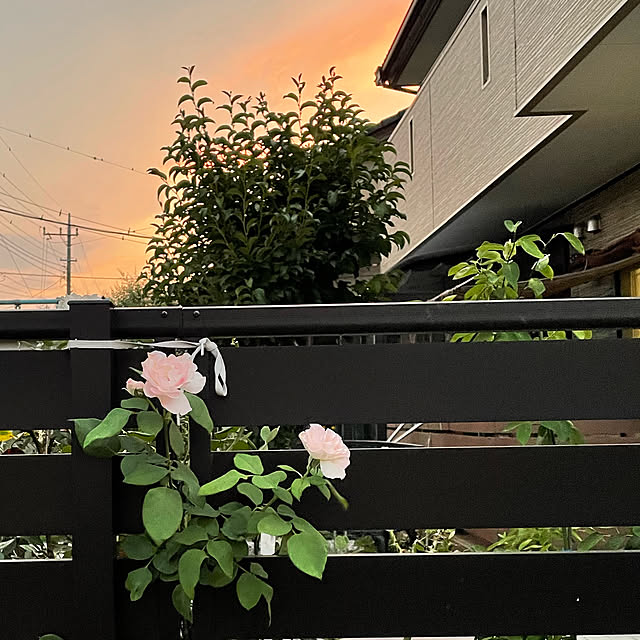 ronronさんの実例写真