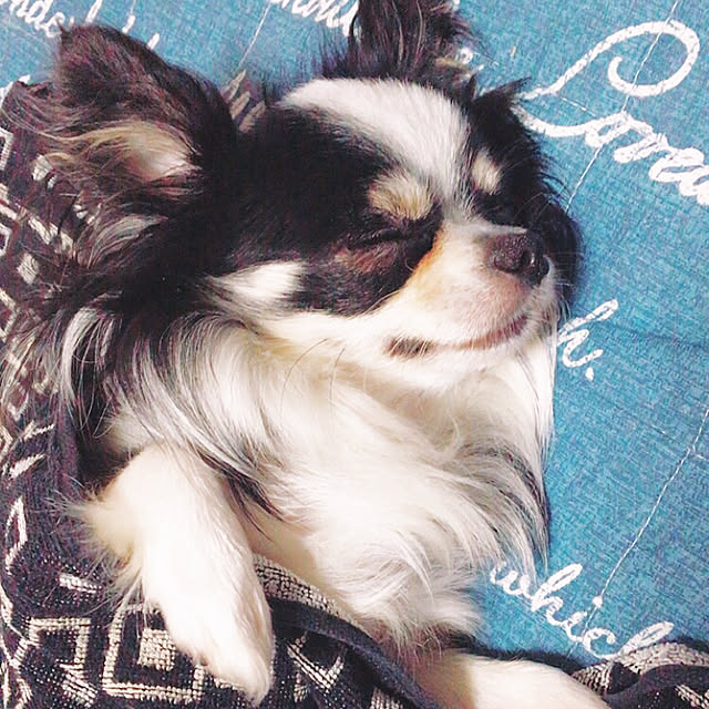 jaja.mamepukuさんの実例写真