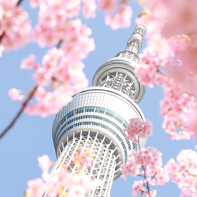 フォロー大歓迎♪/フォロー嬉しいです♡/風景写真/カメラ女子/一眼レフカメラ...などのインテリア実例 - 2019-04-12 16:55:24