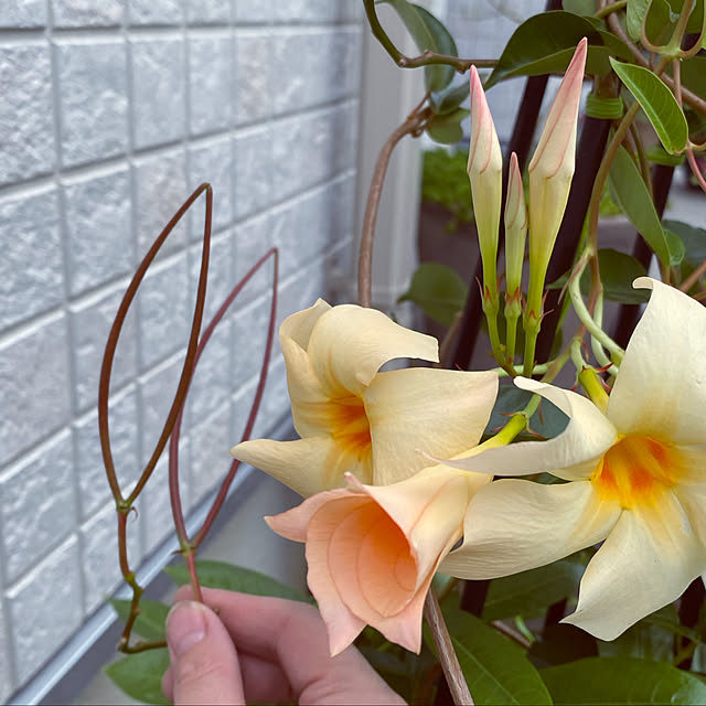 moainanoさんの実例写真