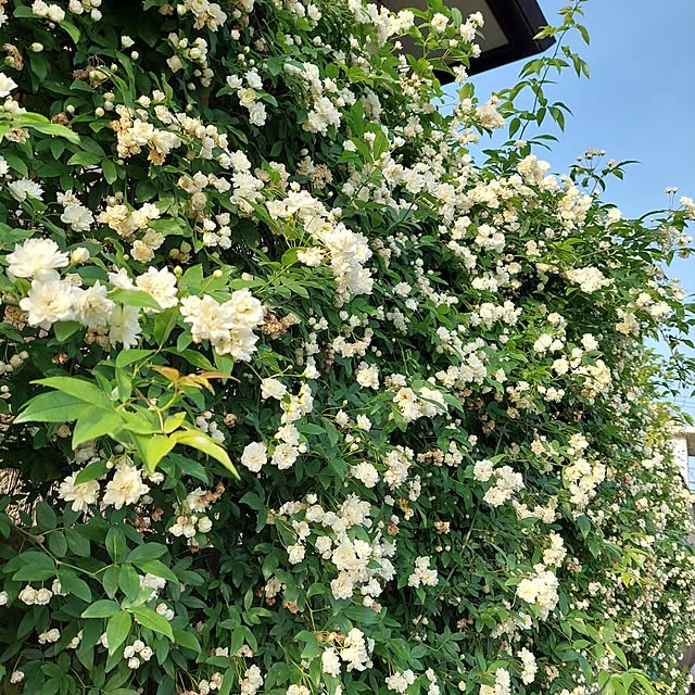 valleさんの実例写真