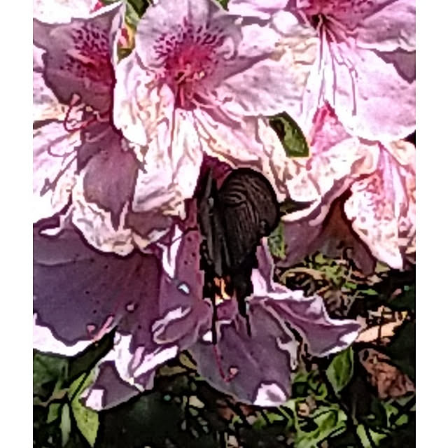 y.ebihara0811さんの実例写真