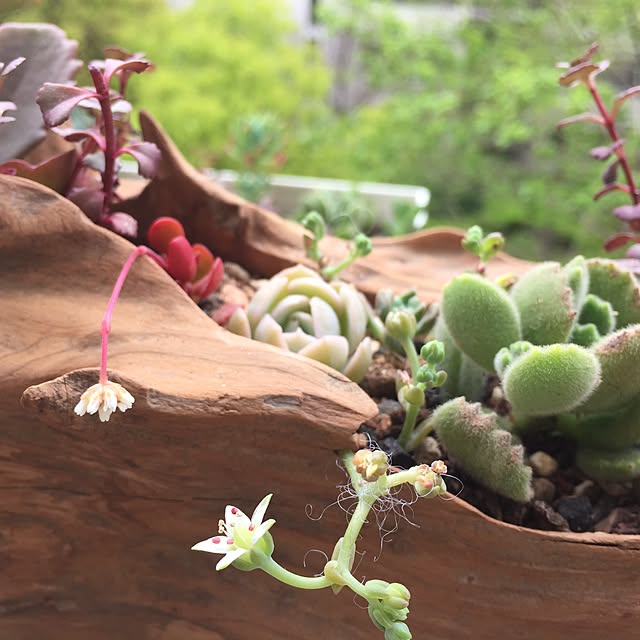 部屋全体/多肉植物/観葉植物/DIYのインテリア実例 - 2016-04-09 11:29:52