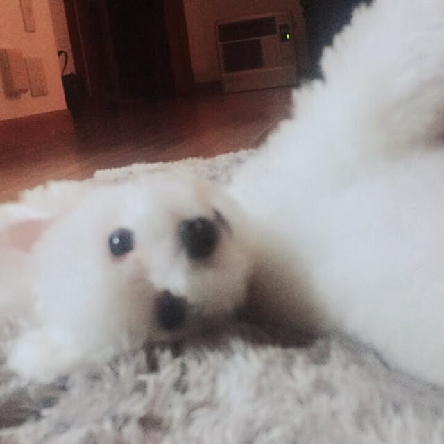 pontaさんの実例写真