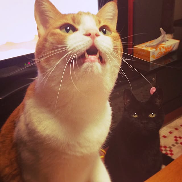 akkoさんの実例写真
