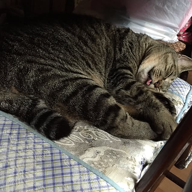 kijitoraさんの実例写真