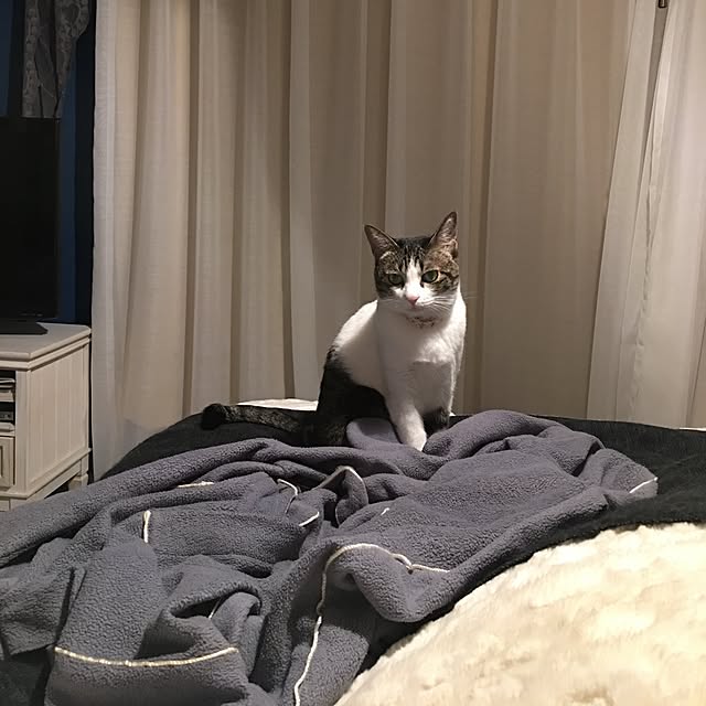 Shihoさんの実例写真
