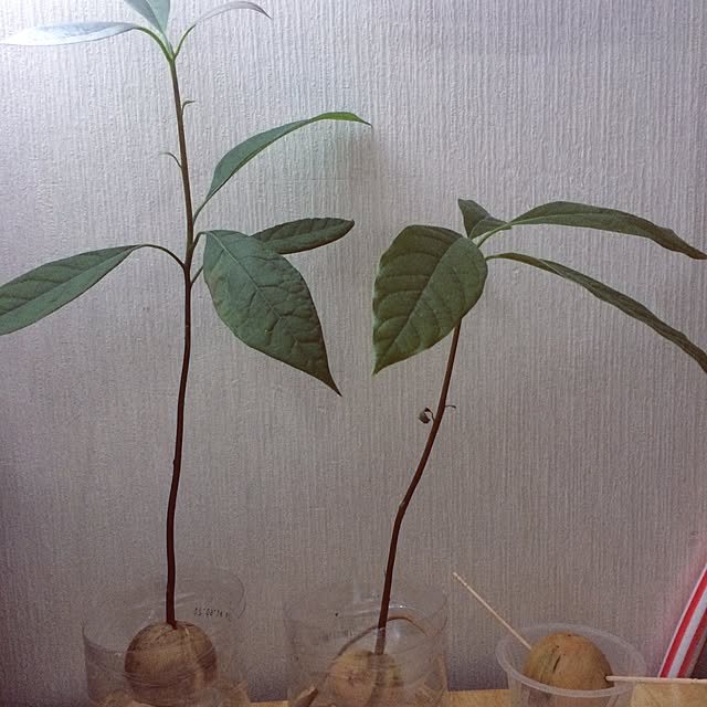3s0xt1gerl1lyさんの実例写真