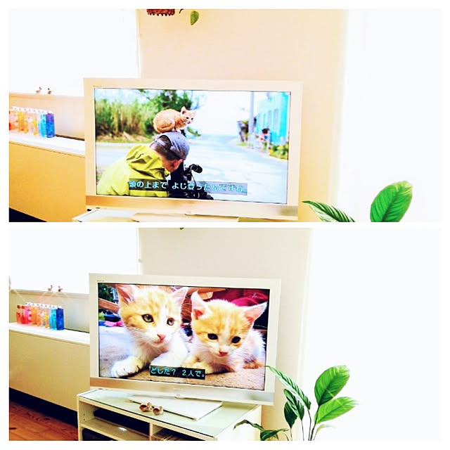 surviveさんの実例写真