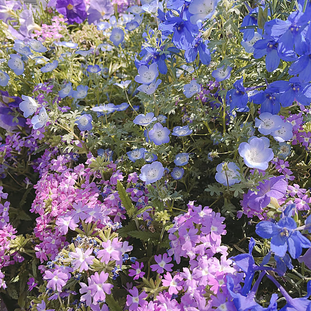 ブルーラブの会/ムラサキラブの会/花のある暮らし/コメントお気遣いなく(⁎ᴗ͈ˬᴗ͈⁎)/今日もお疲れ様でした(๑´ꈊ`๑)...などのインテリア実例 - 2023-05-21 16:22:38