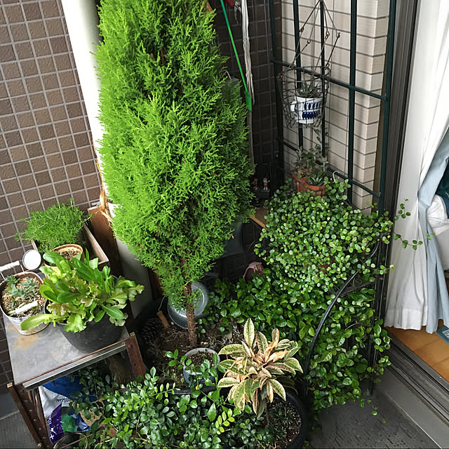 greencat5さんの実例写真