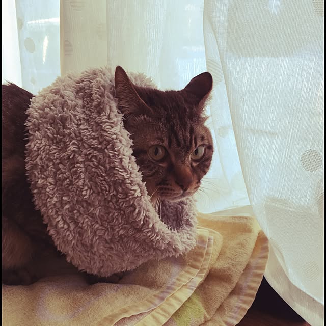 megkeiさんの実例写真