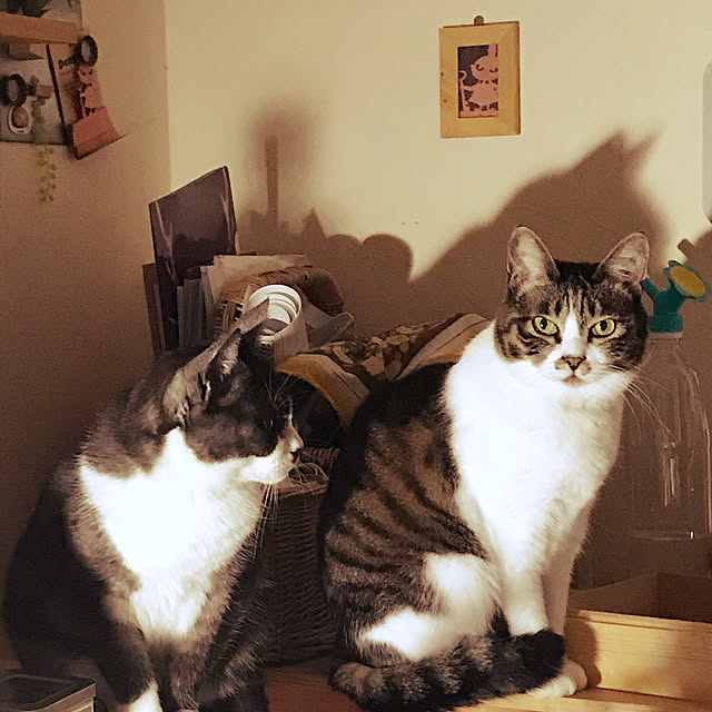 実例写真
