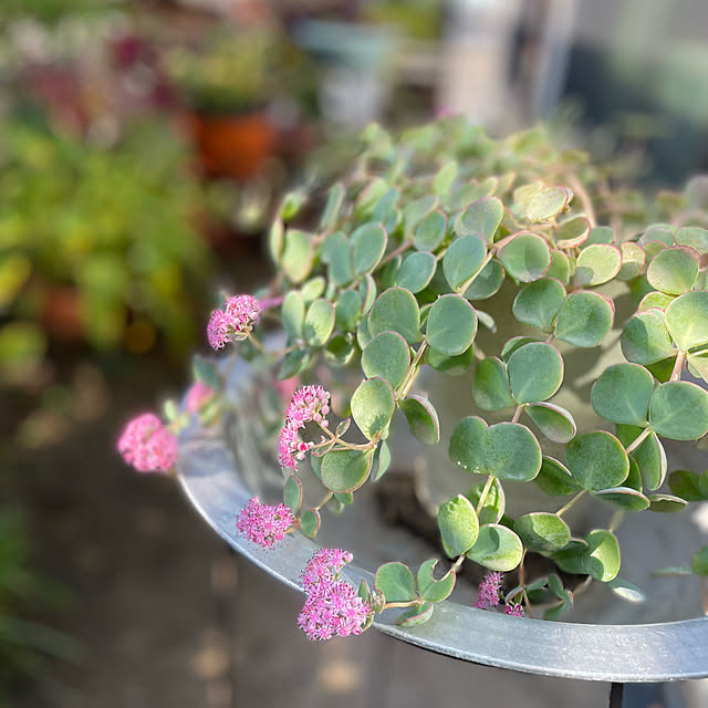 buchiさんの実例写真