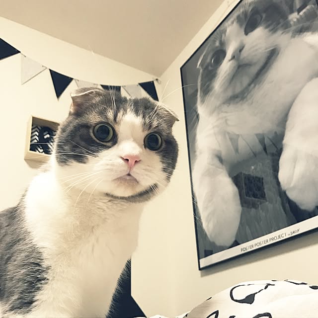tansukeさんの実例写真