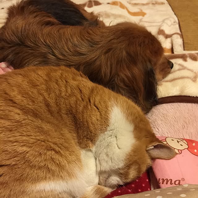 部屋全体のインテリア実例 - 2015-03-29 00:59:24