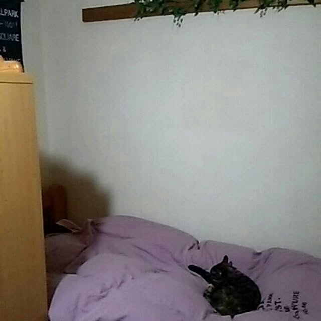 DS250さんの実例写真
