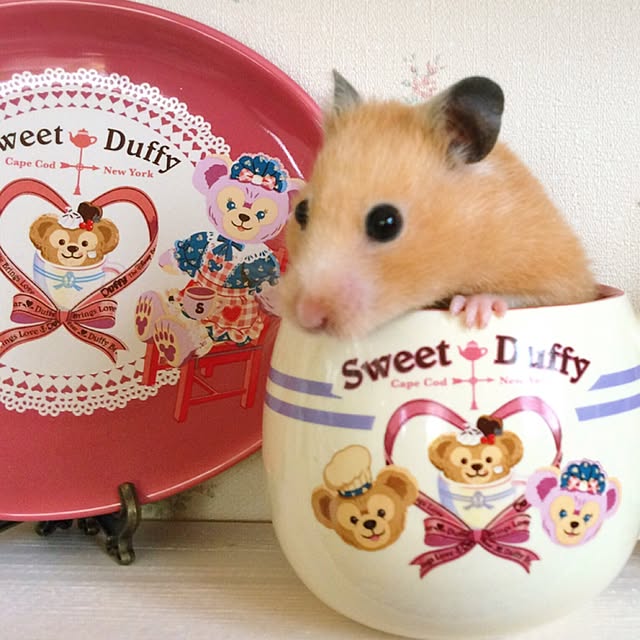 HappyRoseさんの実例写真