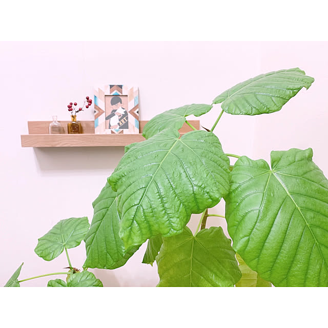 teaさんの実例写真