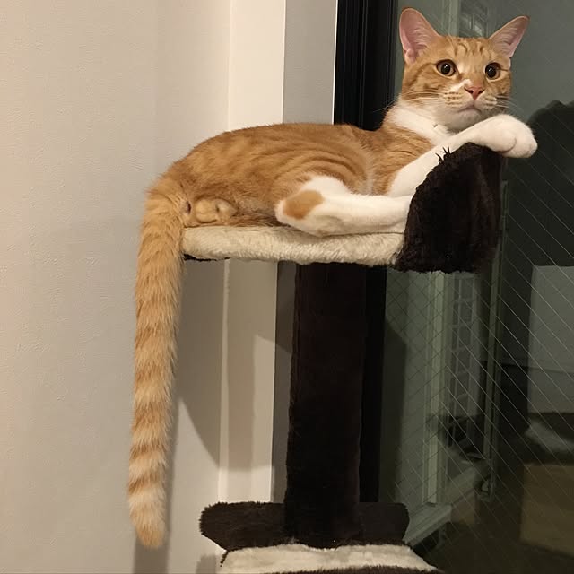 youtoさんの実例写真