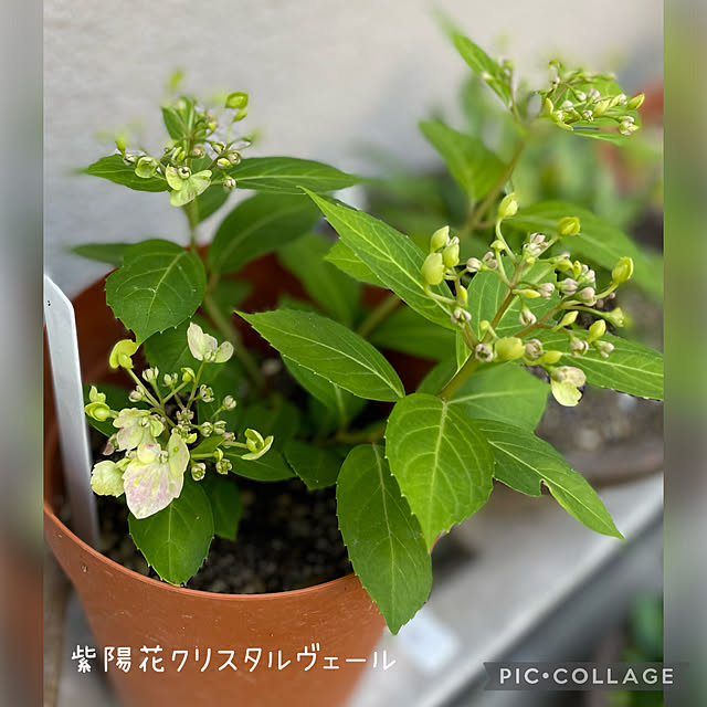 buchiさんの部屋