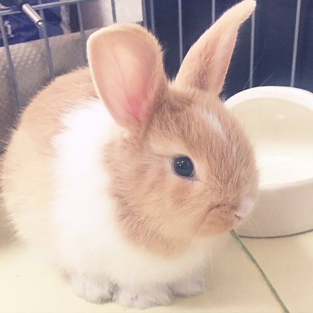 pomekoさんの実例写真