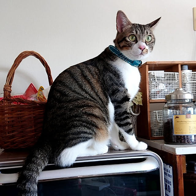 karinさんの実例写真