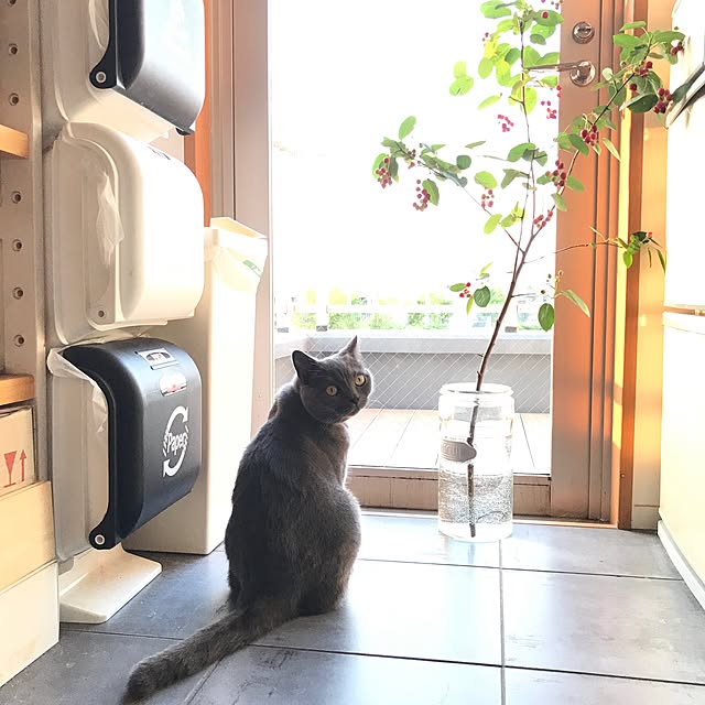 aoi_kinokoさんの実例写真