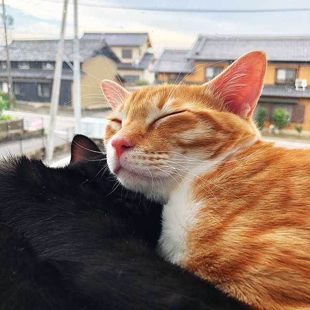 aiai7さんの実例写真