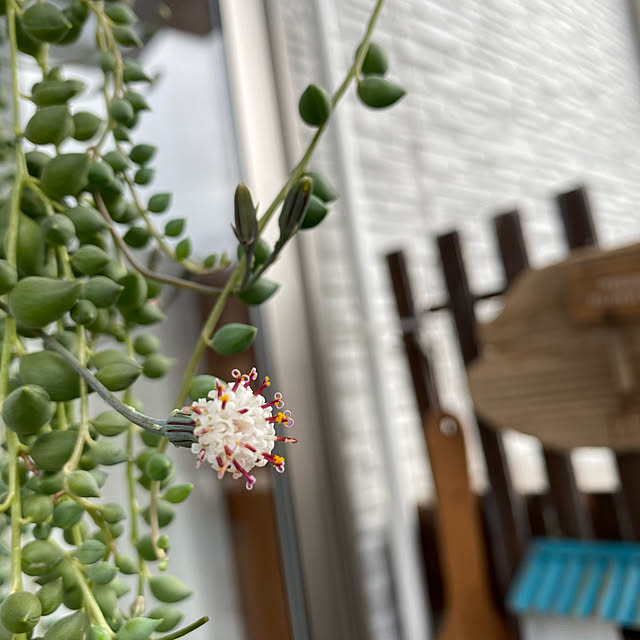 グリーンネックレスの花/狭いベランダガーデン/待たせてごめんね/プレ企画中/いいね！ありがとうございます◡̈♥︎...などのインテリア実例 - 2020-11-17 07:26:39