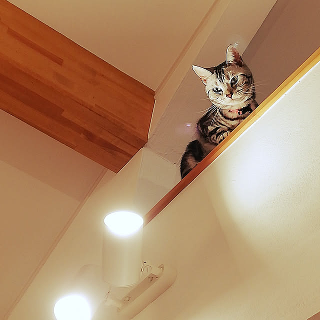 wahahaさんの実例写真