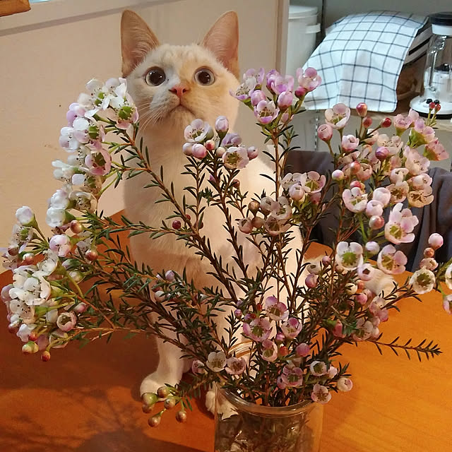 Gomaさんの実例写真