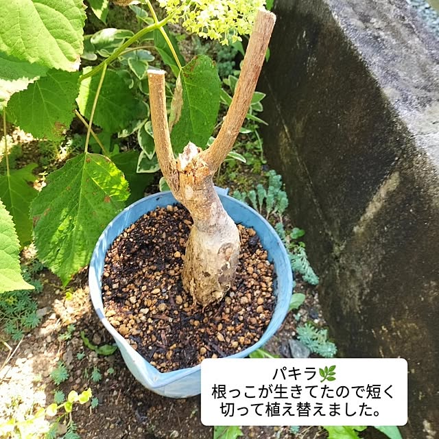 feuileさんの部屋