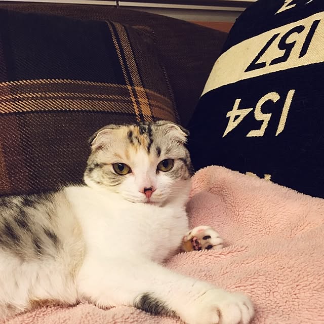 yokkochanさんの実例写真