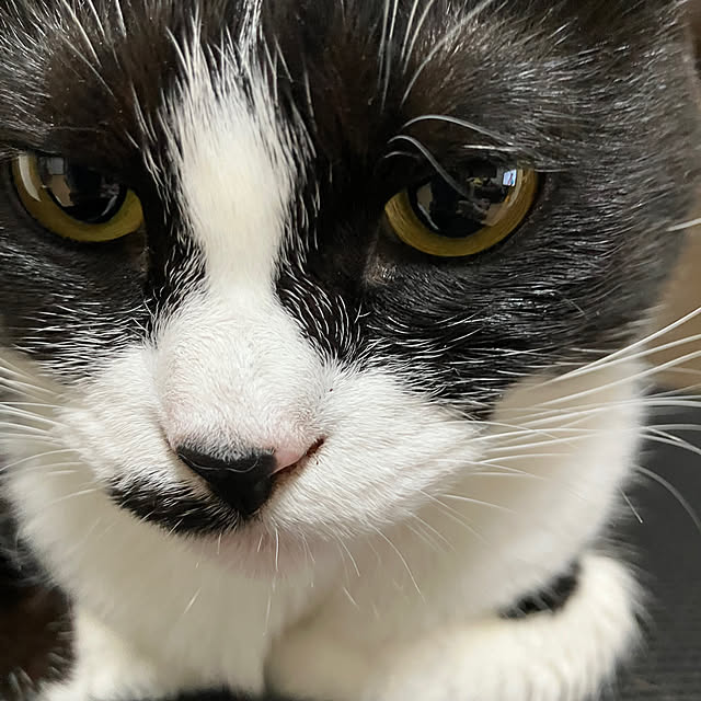 nekoさんの部屋