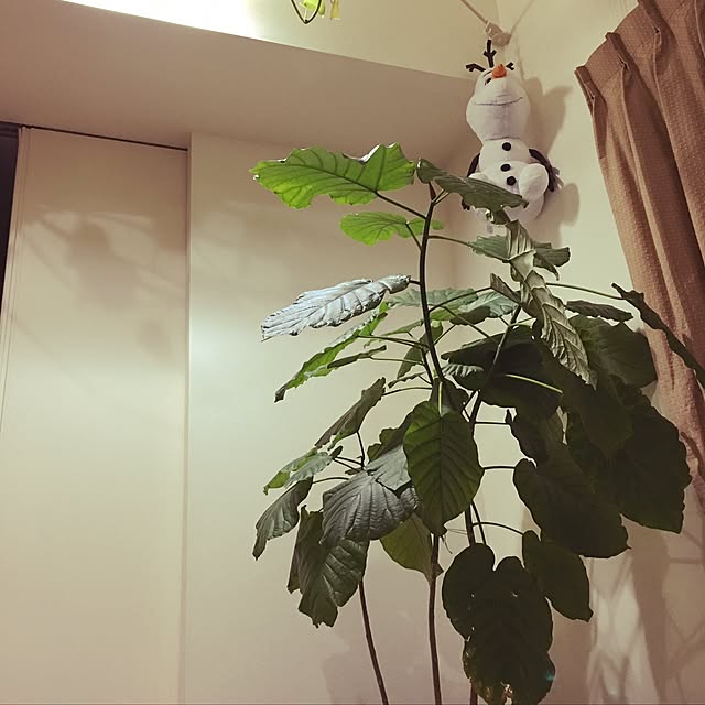 hiyoriさんの実例写真