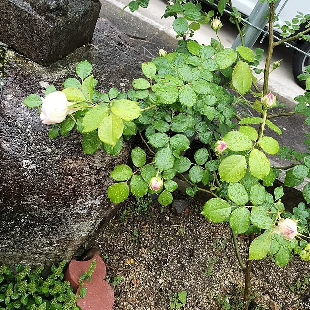 sumimarumiさんの部屋