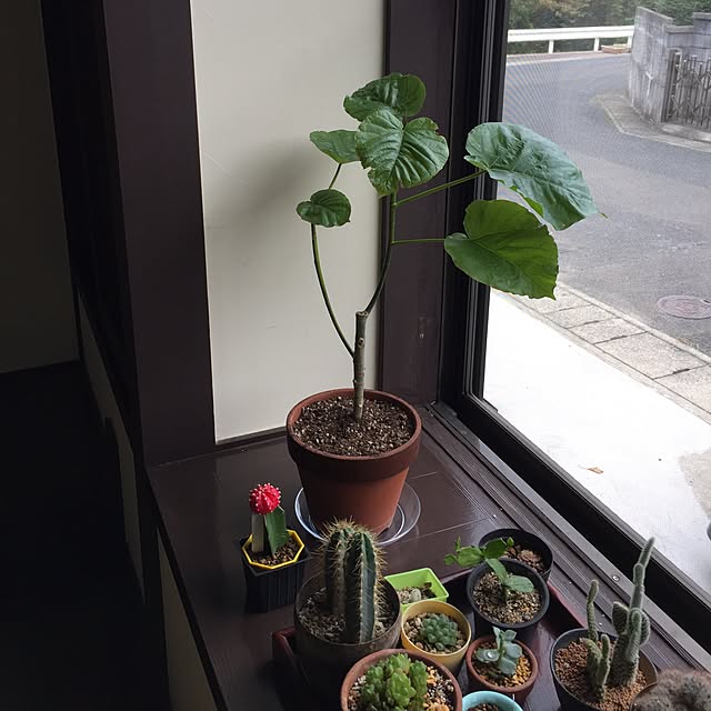 marontisさんの実例写真