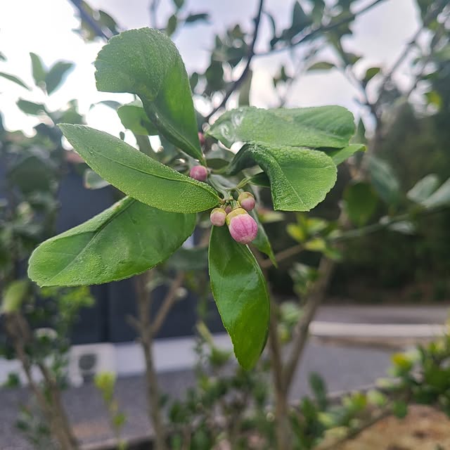 Rubiconさんの部屋