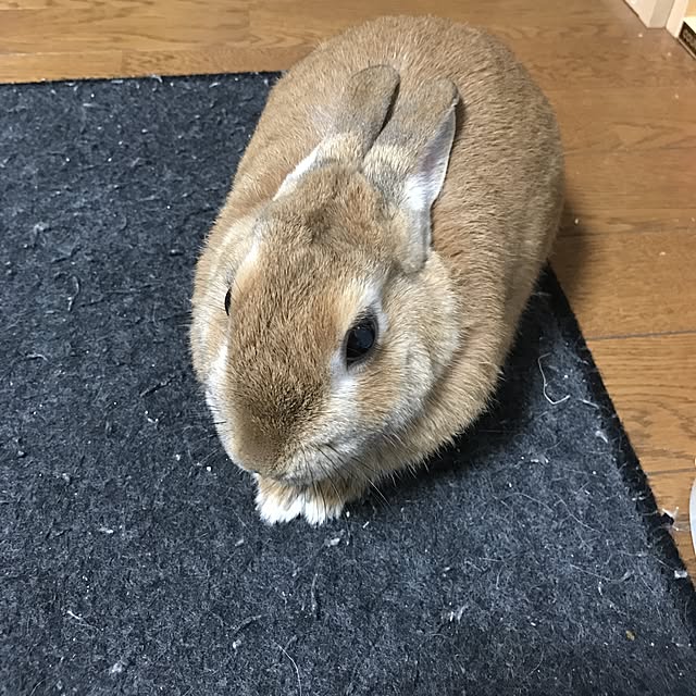 momongaさんの実例写真