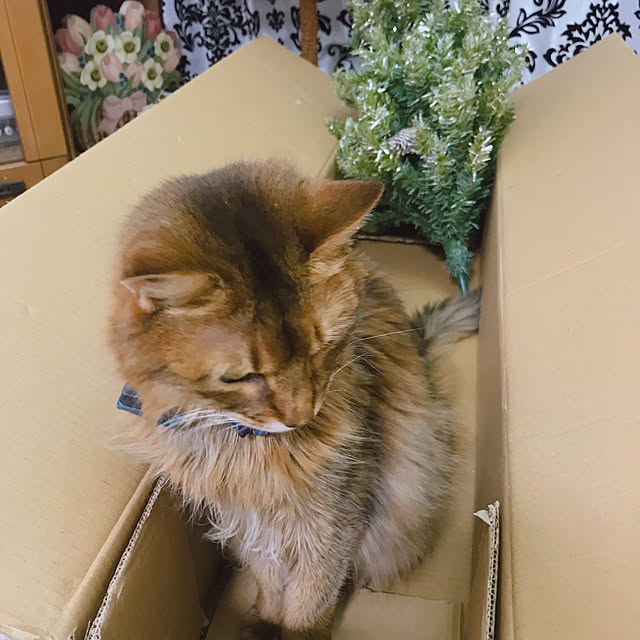 yukarinさんの実例写真