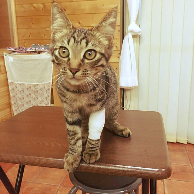 annさんの実例写真