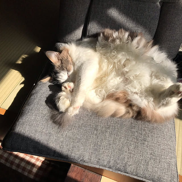 masakoさんの実例写真