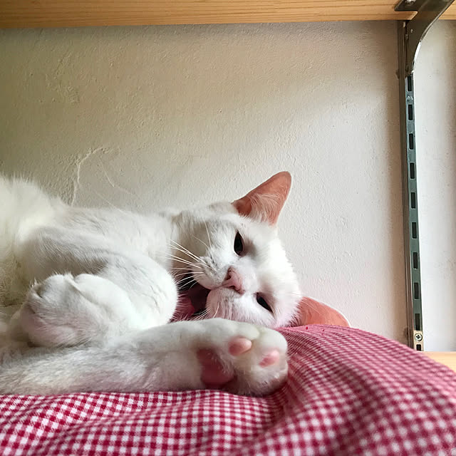 sakurasakuさんの実例写真