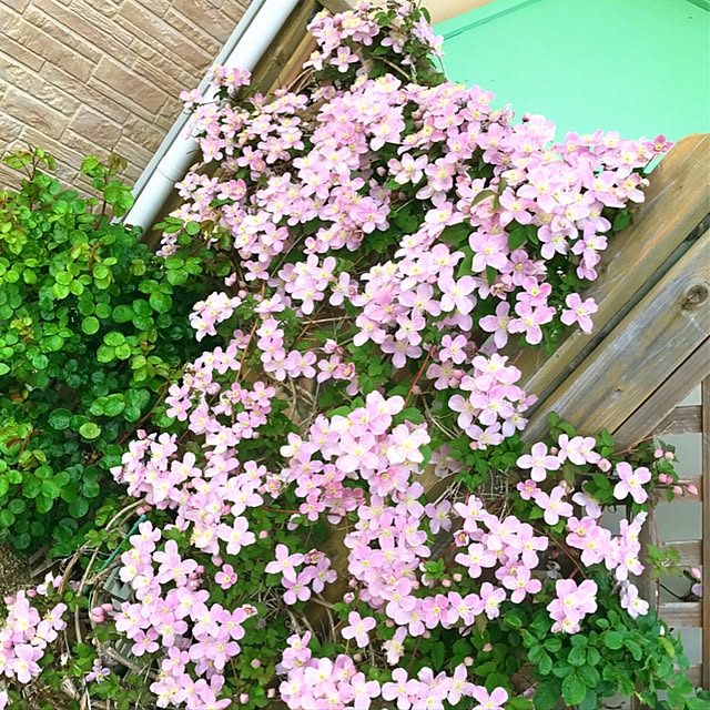 HappyRoseさんの実例写真