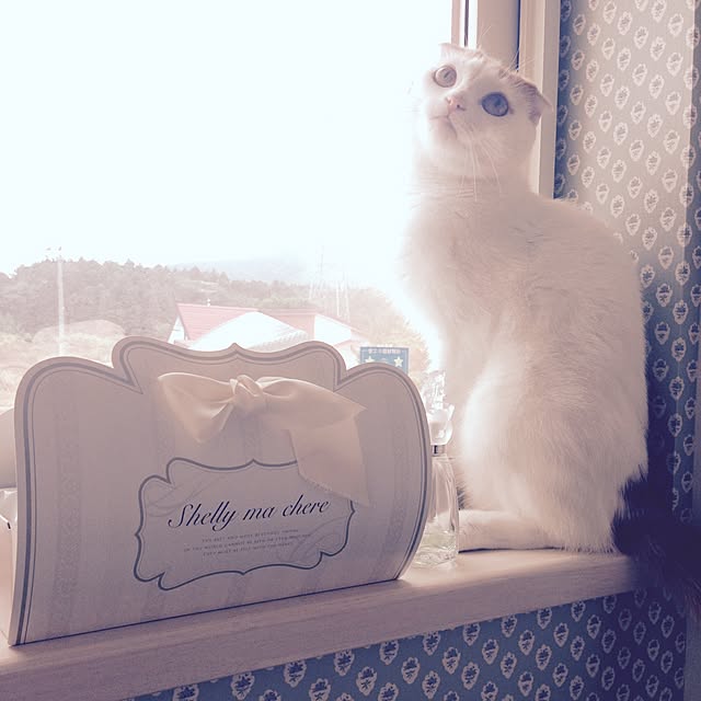 tsuji5jpさんの実例写真