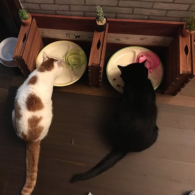 w249kinkinさんの実例写真