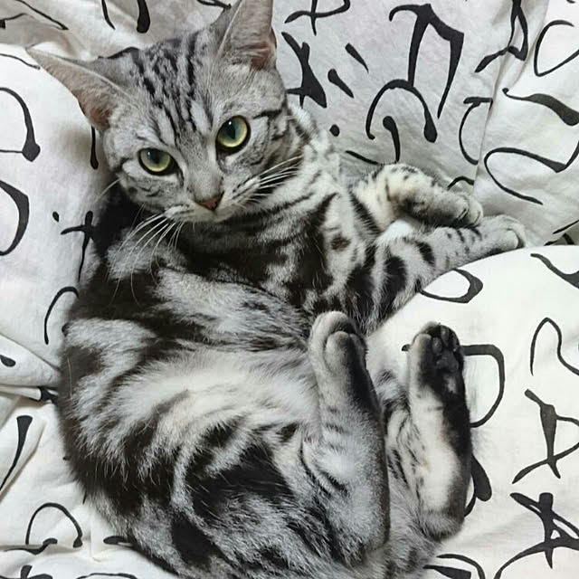 CatClipさんの実例写真